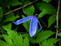Leuchtende Blüte der Alpen-Waldrebe